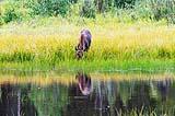 Baby Moose Aug 2022